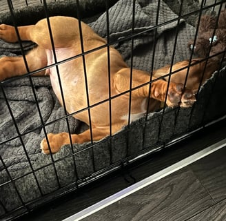 A puppy in a strong crate
