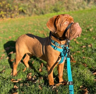 Close-up of a Dogue de Bordeaux dog with a shiny, smooth coat, looking healthy and well-groomed