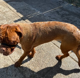 Dog being bathed with water, showing its wet fur during bath time