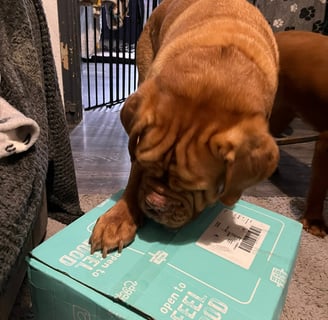 Lilou the Dogue de Bordeaux sniffing the Edgard & Cooper box with interest