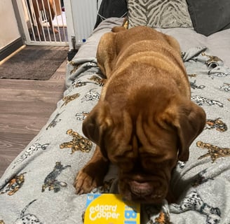 Lilou inspecting the box of Edgard Cooper Bravo Bited in Turkey & Chicken Flavour