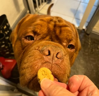 Pumpkin patiently waiting for his Bravo Biscuit 