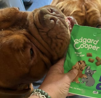 Pumpkin nibbling on the bag of Top Dog Bites in Apple & Blueberry flavour