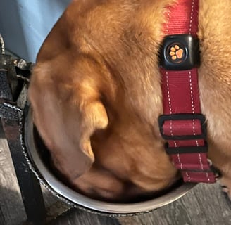 Lilou eating Venison & Free-Run Duck kibble from a stainless steel bowl