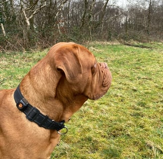 alt="Dogue de Bordeaux wearing PitPat dog activity monitor on collar"