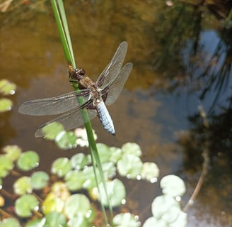 One type of dragonfly