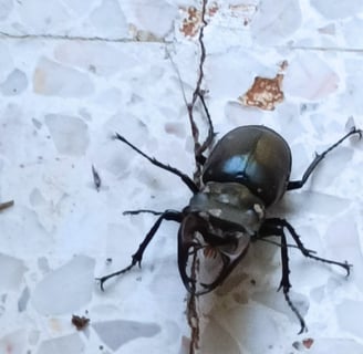 Stag beetle