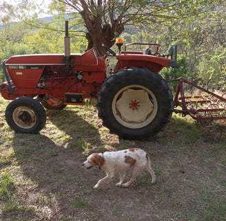 Roland's tractor, harrow  and dog