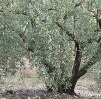 One of Roland's trees with a few remaining Lucques