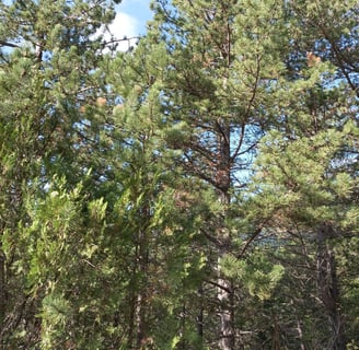 Forêt Notre Dame de Parlatges