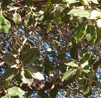 Quercus ilex or holm oak