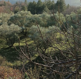 The olive grove we pass on our walk.