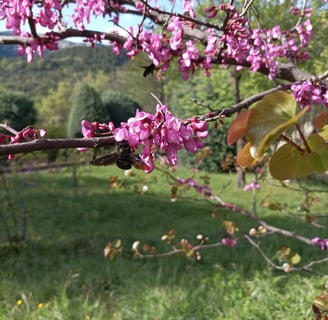 Carpenter bee in the Judas tree