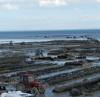 Oyster beds exposed