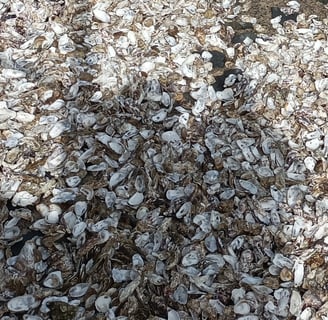 Millions of abandoned shells