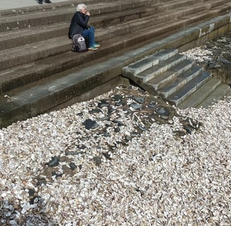 A picnic of oysters above the beach