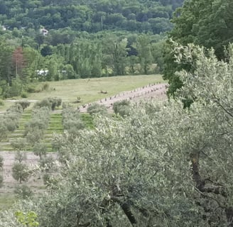 Replanted ancient olive stumps among flourishing younger ones in our valley.