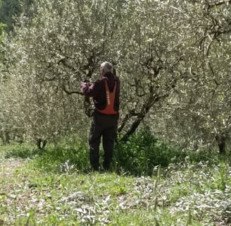 Roland trimming off blighted growth.