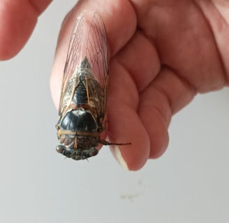 B. holds a cicada one year