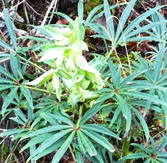 The Stinking hellebore