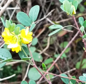 Tiny flowers of the genista hispanica