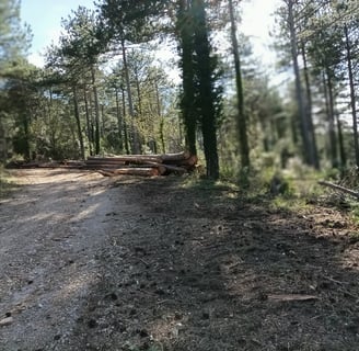 The road into the forest