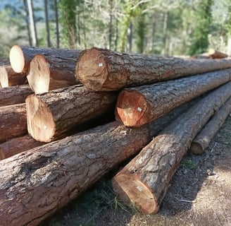 Stacked up tree runks wait for collection