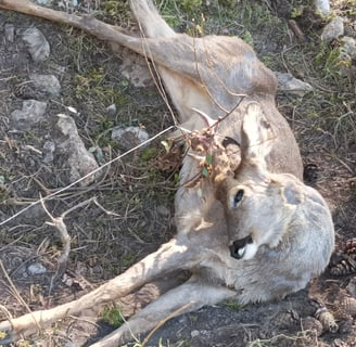 A stag lay dead before us