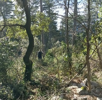 B. leads the way through the brash.
