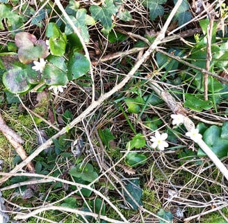 Wood anemones