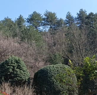 Gaps appear in the thick forest canopy