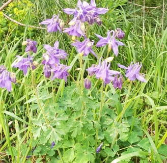 Aquilegia