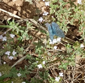 A common blue butterfly on the wild thyme flowers.