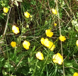 Golden Buttercups