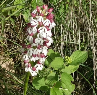 A Wild orchid