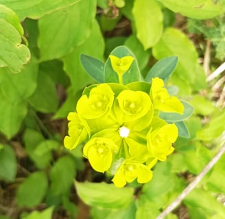 Spurge