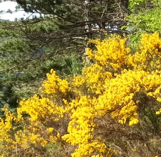 Genista hispanica