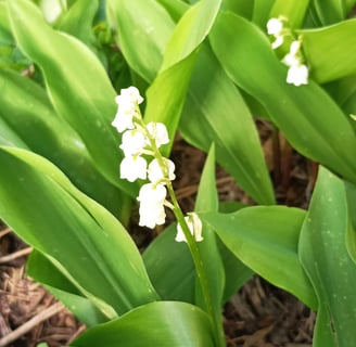 Muguet or Lily of the Valley