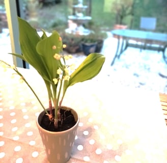 A Gift from a friend