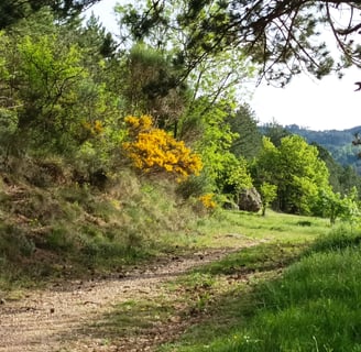 The genista is everywhere as we walk in the forest.