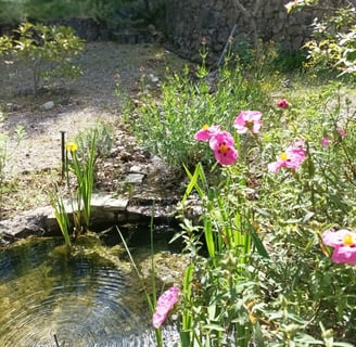 The first flag iris in bloom.