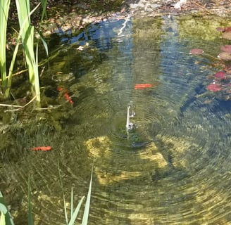 Goldfish play