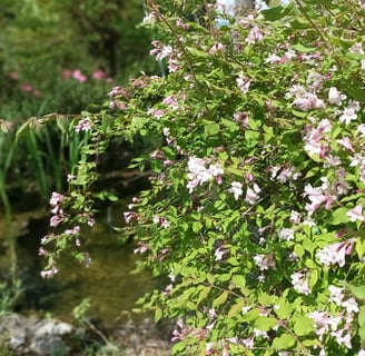 The kolwitzia shrub flowers in spring