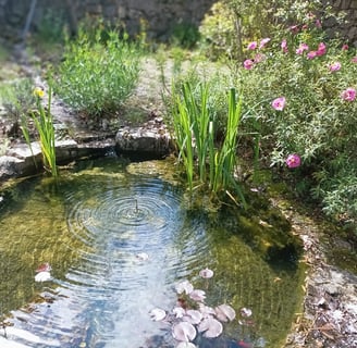 The first water lily pads appear on the surface