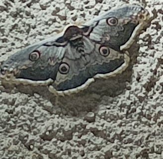 The Great Peacock Moth