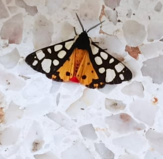 Cream spot Tiger Moth