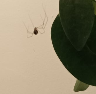 A vibrating spider