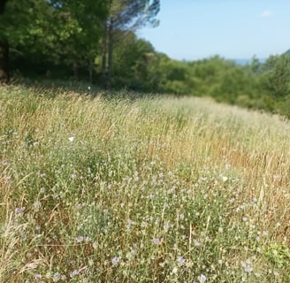 Butterflies flit around our long grasses.