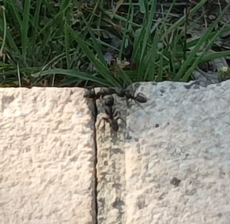 A three-way meeting of Ants