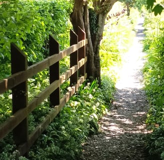 A shady path in Wales, where the wild garlic grows